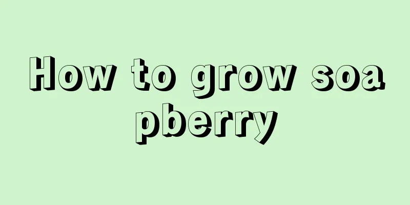 How to grow soapberry