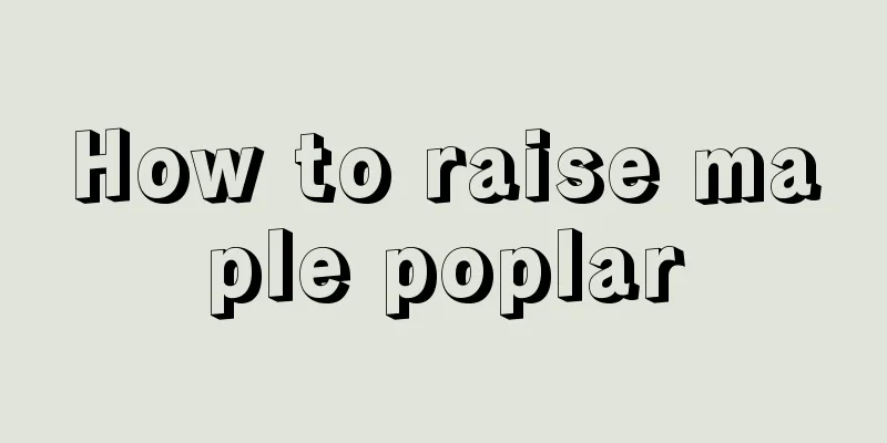 How to raise maple poplar