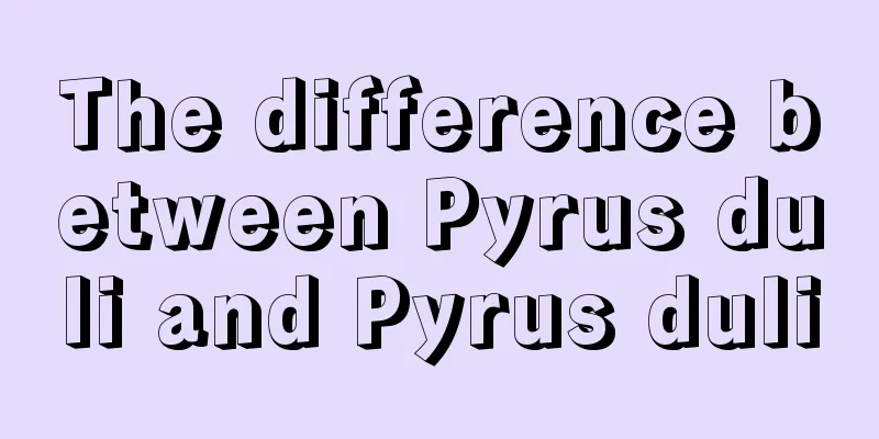 The difference between Pyrus duli and Pyrus duli