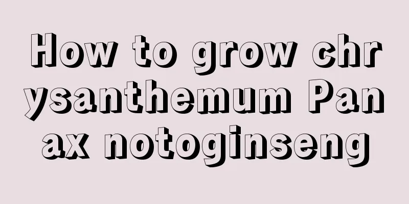 How to grow chrysanthemum Panax notoginseng