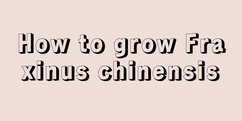 How to grow Fraxinus chinensis