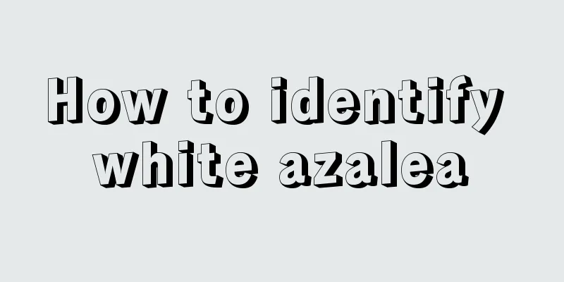 How to identify white azalea