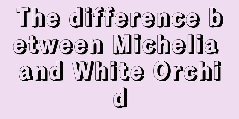 The difference between Michelia and White Orchid