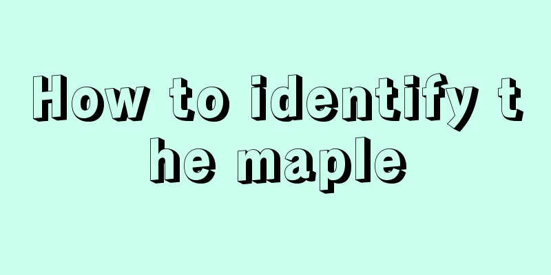 How to identify the maple