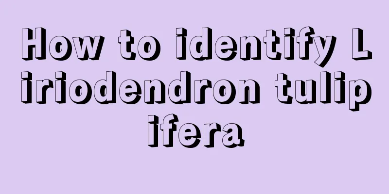 How to identify Liriodendron tulipifera