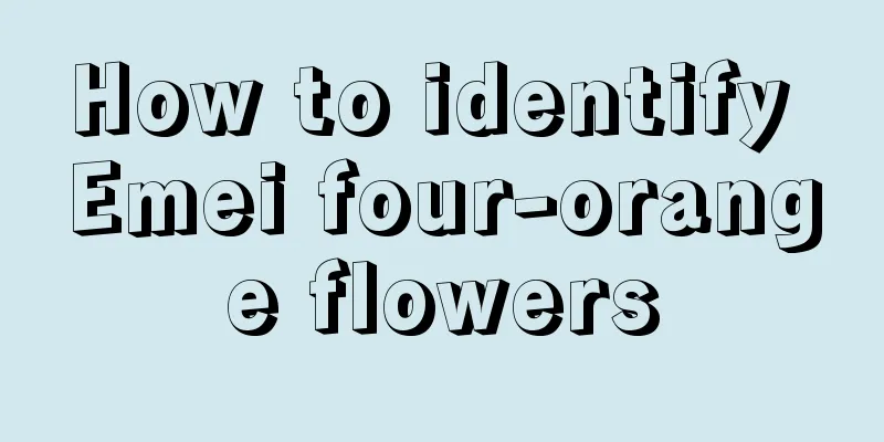 How to identify Emei four-orange flowers