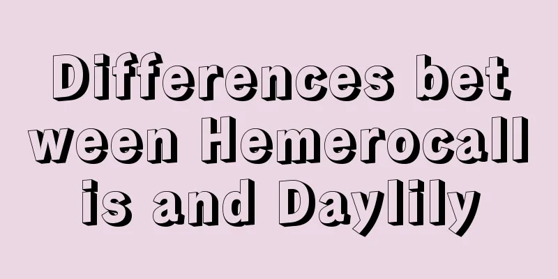 Differences between Hemerocallis and Daylily