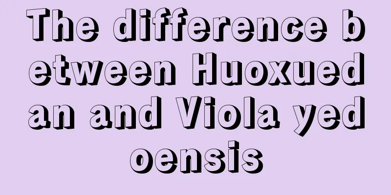 The difference between Huoxuedan and Viola yedoensis