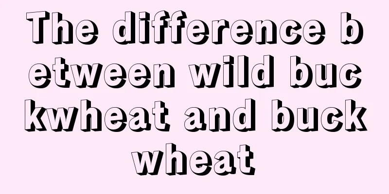 The difference between wild buckwheat and buckwheat