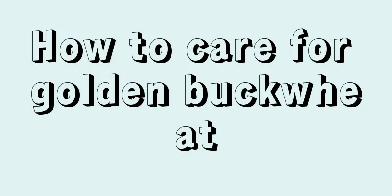 How to care for golden buckwheat