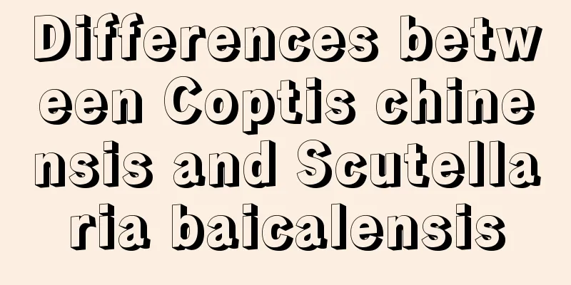 Differences between Coptis chinensis and Scutellaria baicalensis