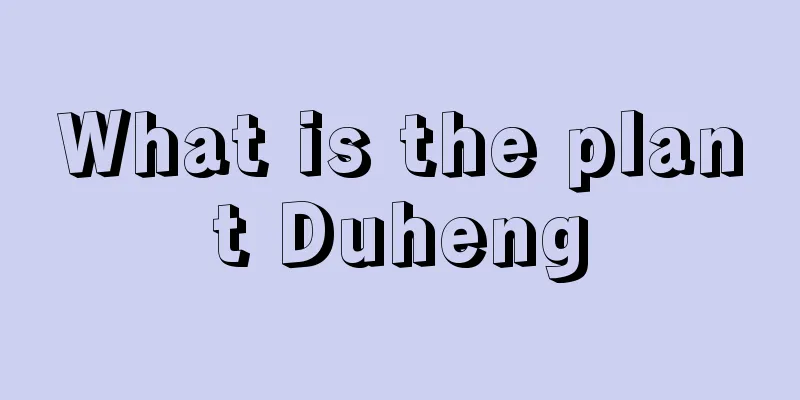 What is the plant Duheng