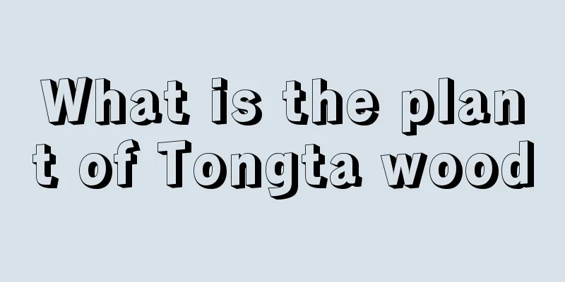 What is the plant of Tongta wood