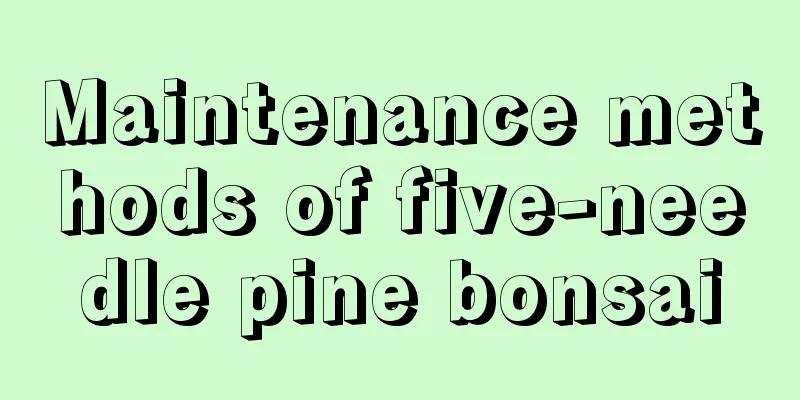 Maintenance methods of five-needle pine bonsai