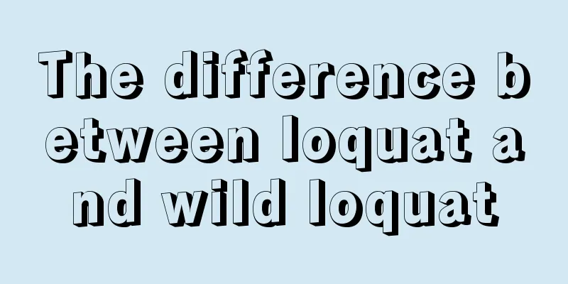 The difference between loquat and wild loquat