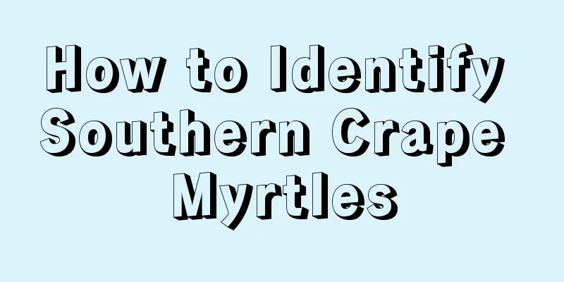 How to Identify Southern Crape Myrtles