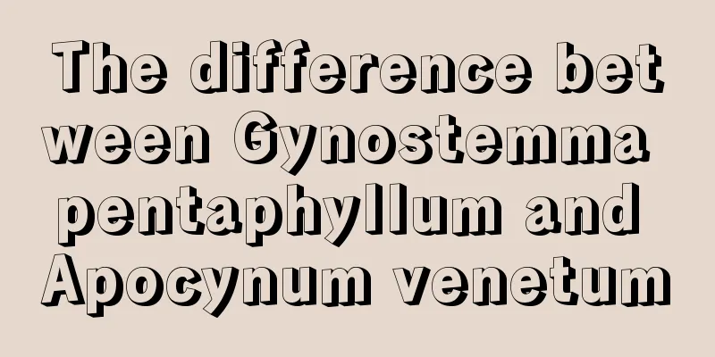 The difference between Gynostemma pentaphyllum and Apocynum venetum