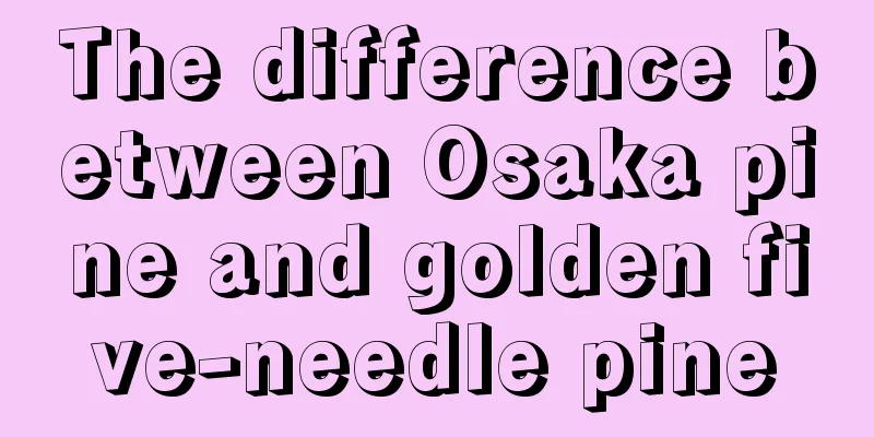 The difference between Osaka pine and golden five-needle pine