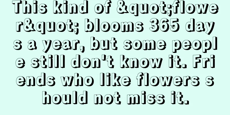 This kind of "flower" blooms 365 days a year, but some people still don't know it. Friends who like flowers should not miss it.