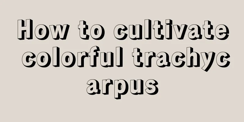 How to cultivate colorful trachycarpus