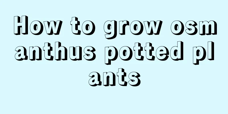 How to grow osmanthus potted plants