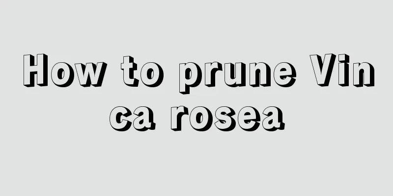 How to prune Vinca rosea