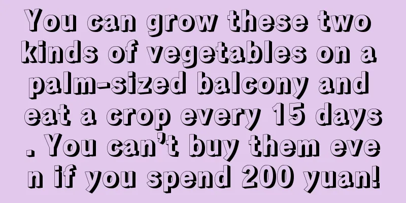 You can grow these two kinds of vegetables on a palm-sized balcony and eat a crop every 15 days. You can’t buy them even if you spend 200 yuan!