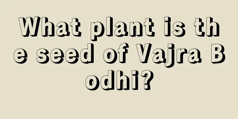 What plant is the seed of Vajra Bodhi?