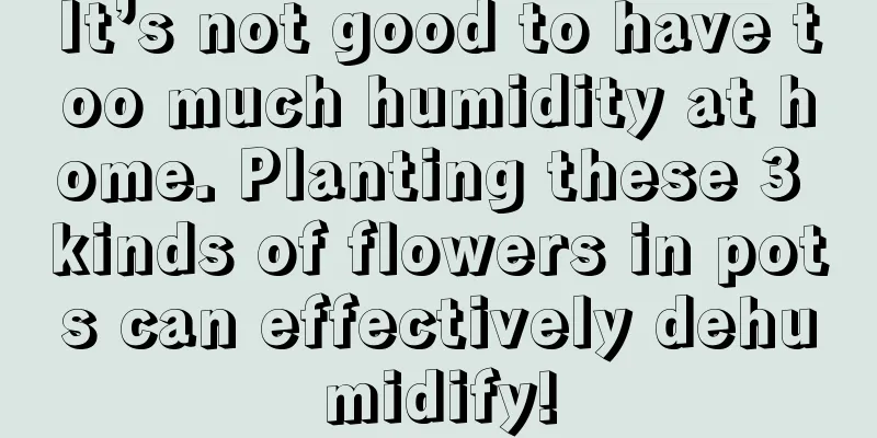 It’s not good to have too much humidity at home. Planting these 3 kinds of flowers in pots can effectively dehumidify!