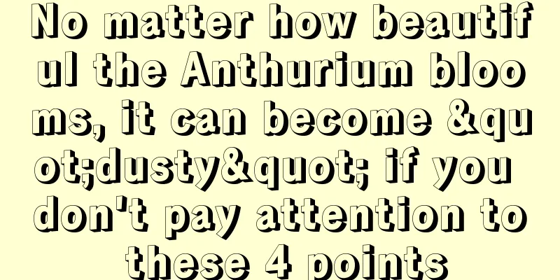 No matter how beautiful the Anthurium blooms, it can become "dusty" if you don't pay attention to these 4 points