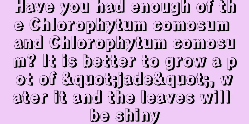 Have you had enough of the Chlorophytum comosum and Chlorophytum comosum? It is better to grow a pot of "jade", water it and the leaves will be shiny