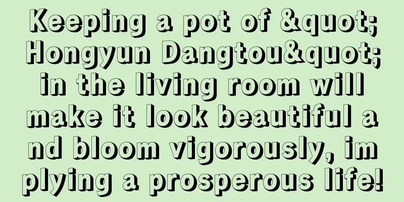 Keeping a pot of "Hongyun Dangtou" in the living room will make it look beautiful and bloom vigorously, implying a prosperous life!