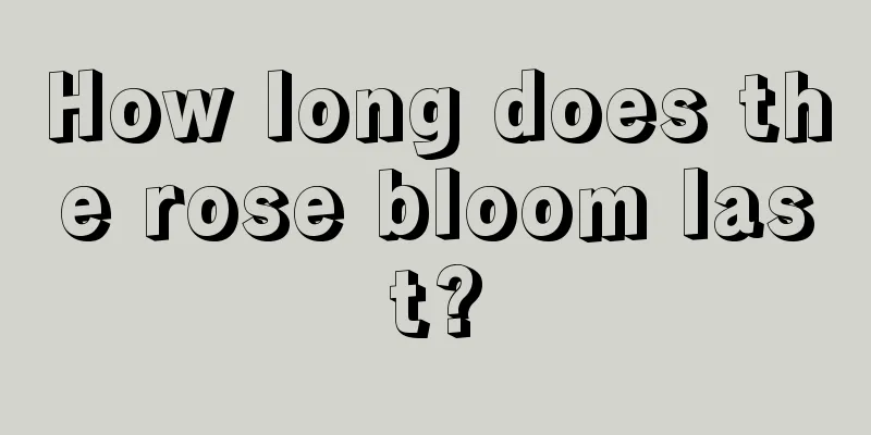 How long does the rose bloom last?