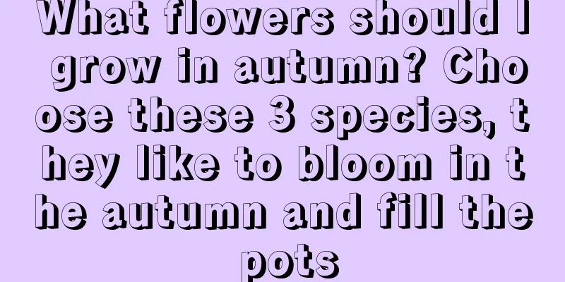 What flowers should I grow in autumn? Choose these 3 species, they like to bloom in the autumn and fill the pots