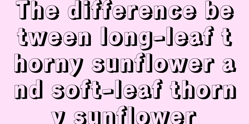 The difference between long-leaf thorny sunflower and soft-leaf thorny sunflower