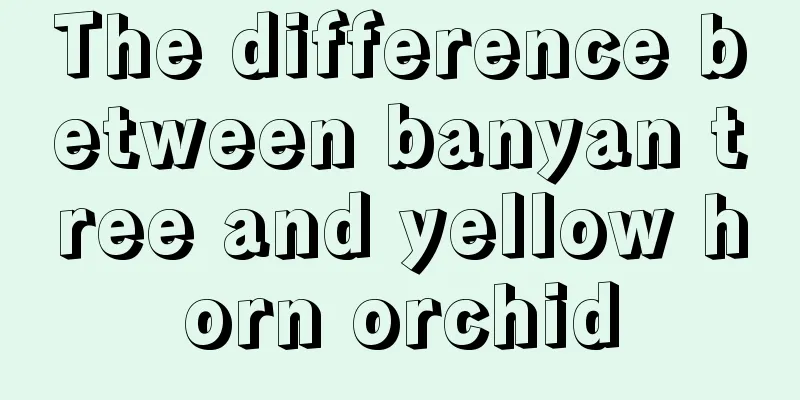 The difference between banyan tree and yellow horn orchid