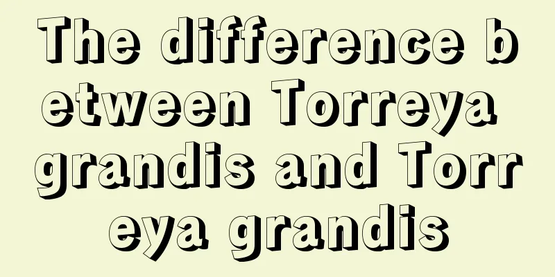 The difference between Torreya grandis and Torreya grandis