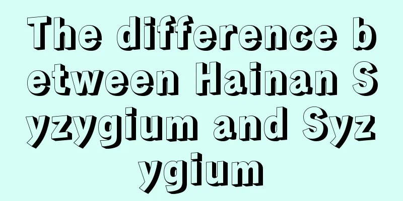 The difference between Hainan Syzygium and Syzygium