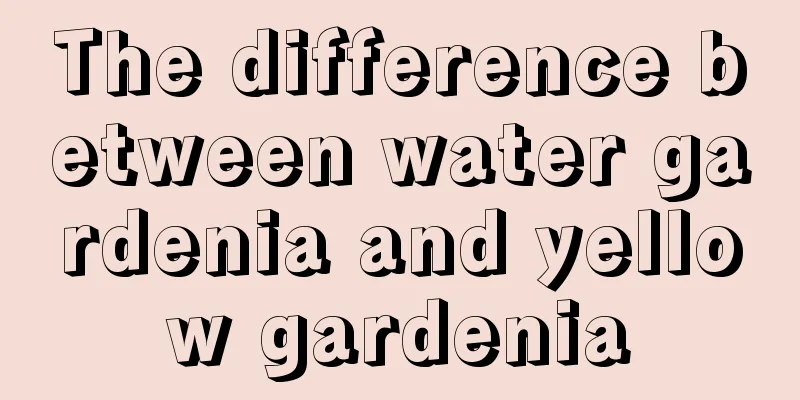 The difference between water gardenia and yellow gardenia