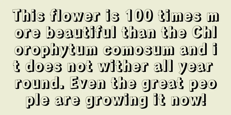 This flower is 100 times more beautiful than the Chlorophytum comosum and it does not wither all year round. Even the great people are growing it now!