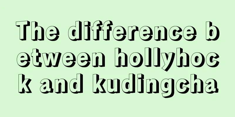 The difference between hollyhock and kudingcha