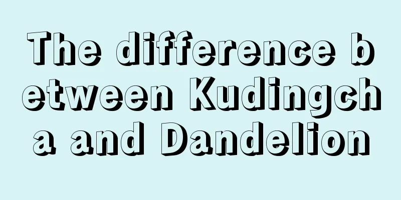 The difference between Kudingcha and Dandelion