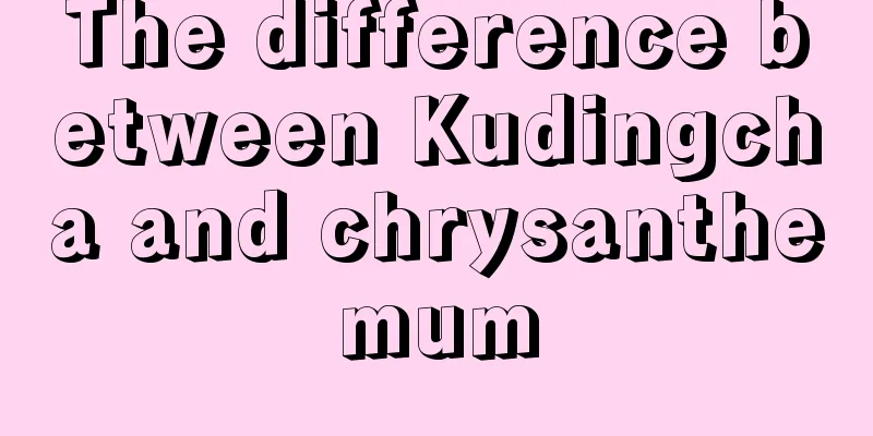 The difference between Kudingcha and chrysanthemum