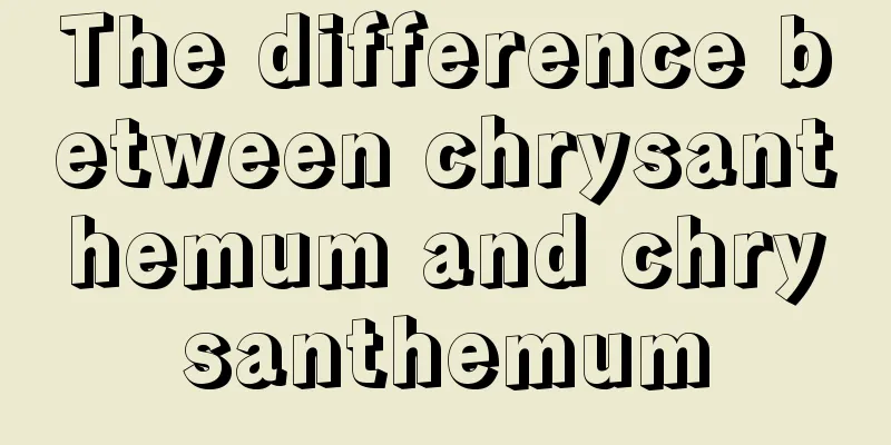 The difference between chrysanthemum and chrysanthemum