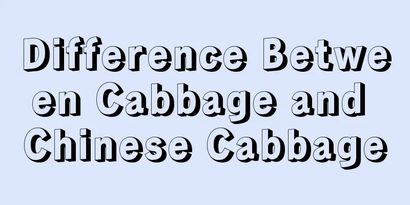 Difference Between Cabbage and Chinese Cabbage