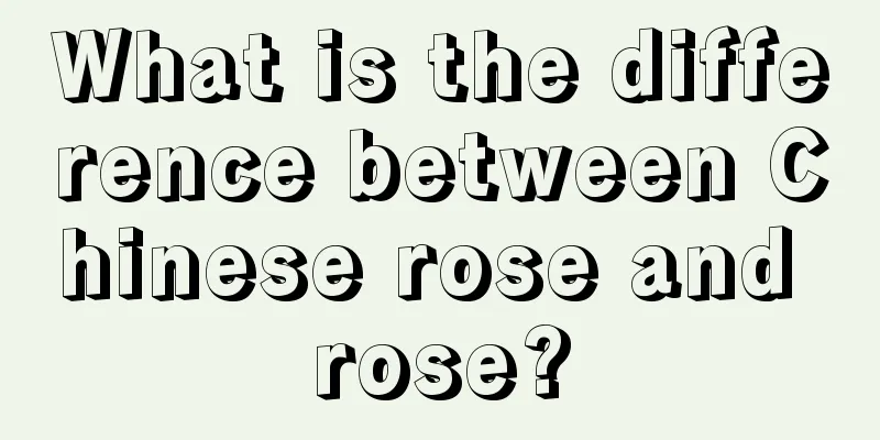 What is the difference between Chinese rose and rose?