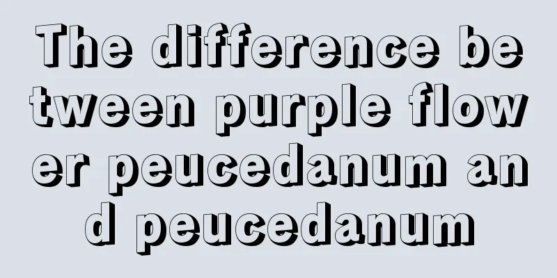 The difference between purple flower peucedanum and peucedanum