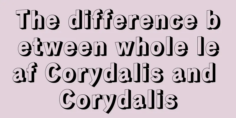 The difference between whole leaf Corydalis and Corydalis