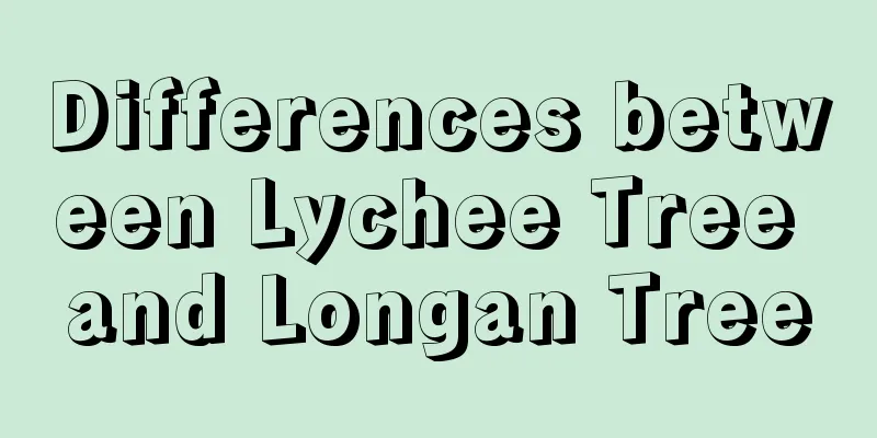 Differences between Lychee Tree and Longan Tree