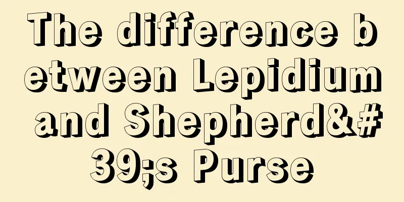 The difference between Lepidium and Shepherd's Purse